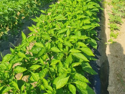 EOPG Knezić Lepa Ves Donja Stubica