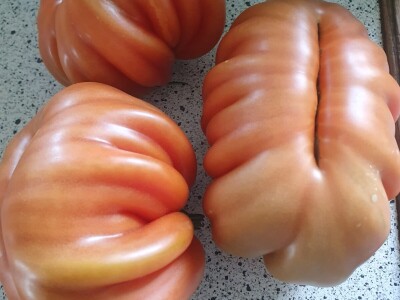 EOPG Knezić Lepa Ves Donja Stubica