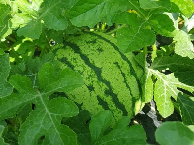 EOPG Knezić Lepa Ves Donja Stubica