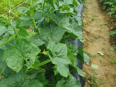 EOPG Knezić Lepa Ves Donja Stubica