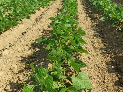 EOPG Knezić Lepa Ves Donja Stubica