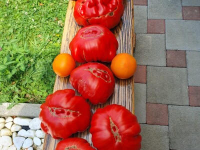 EOPG Knezić Lepa Ves Donja Stubica