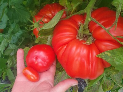 EOPG Knezić Lepa Ves Donja Stubica