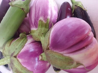 EOPG Knezić Lepa Ves Donja Stubica