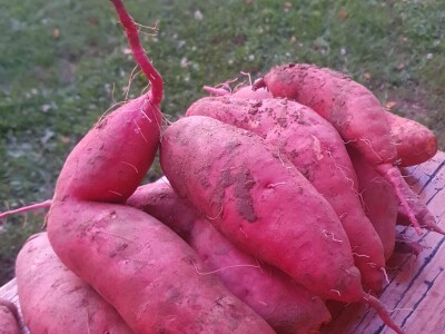 EOPG Knezić Lepa Ves Donja Stubica