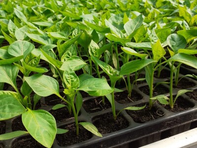 EOPG Knezić Lepa Ves Donja Stubica