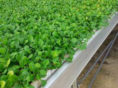 EOPG Knezić Lepa Ves Donja Stubica