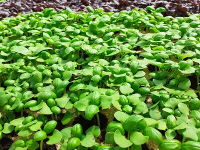 EOPG Knezić Lepa Ves Donja Stubica