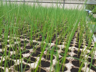 EOPG Knezić Lepa Ves Donja Stubica