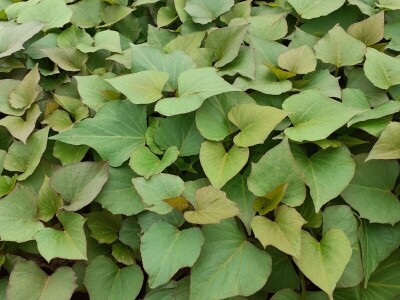 EOPG Knezić Lepa Ves Donja Stubica