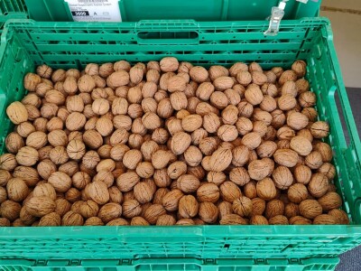 OPG Mladen Miličević