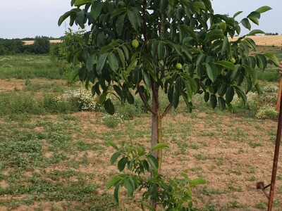 OPG Mladen Miličević