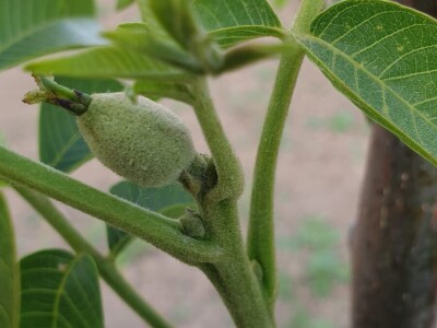 OPG Mladen Miličević