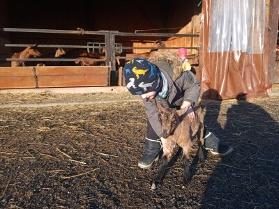 OPG Domagoja Zlatara u Goli