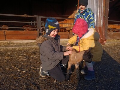 OPG Domagoja Zlatara u Goli