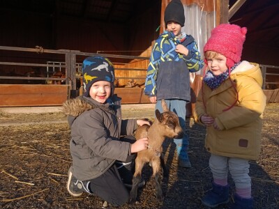 OPG Domagoja Zlatara u Goli