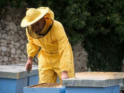 Pčelinji otrov u BiH jedan od najkvalitetnijih u Europi