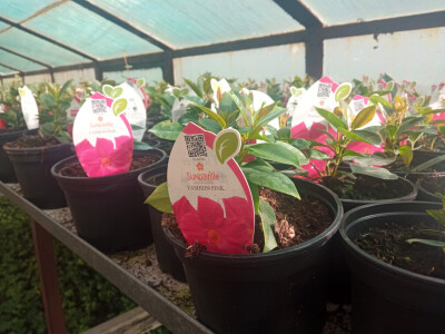 Nestaju li balkoni puni cvijeća? Nestaju li balkoni puni cvijeća?