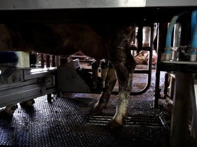 Stigla i četvrta generacija Jokića: Cijelo domaćinstvo decenijama u stočarstvu