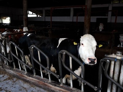 Stigla i četvrta generacija Jokića: Cijelo domaćinstvo decenijama u stočarstvu