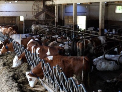 Stigla i četvrta generacija Jokića: Cijelo domaćinstvo decenijama u stočarstvu