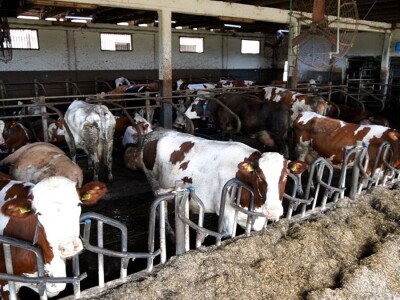 Stigla i četvrta generacija Jokića: Cijelo domaćinstvo decenijama u stočarstvu