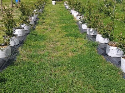 Borovnice  u vrećama