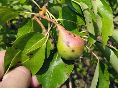 Čađava krastavost krušaka