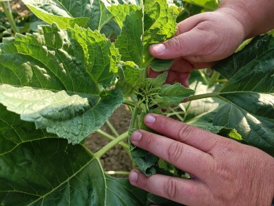 OPG Nenad Nijemčević OPG Nenad Nijemčević