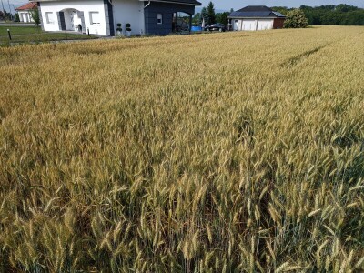 OPG Nenad Nijemčević OPG Nenad Nijemčević