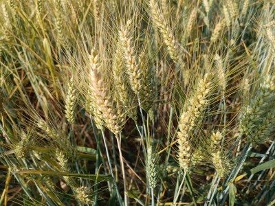 OPG Nenad Nijemčević OPG Nenad Nijemčević