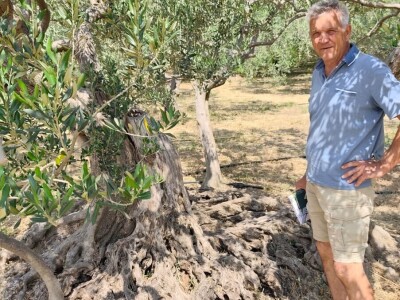 Najstarije masline rastu u Žrnovnici
