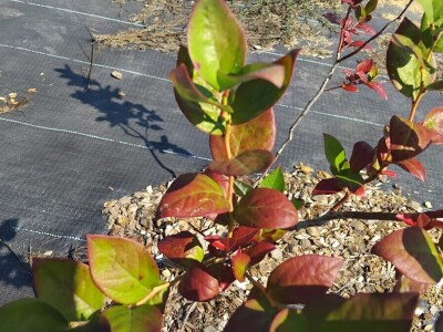 Pjegavost lista borovnica