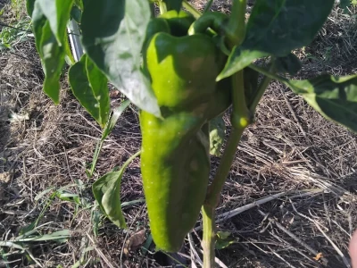 Uzgoj paprika