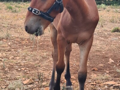 OPG Babac Šinjorina smokva