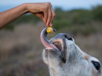 OPG Babac Šinjorina smokva