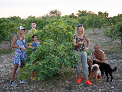 OPG Babac Šinjorina smokva