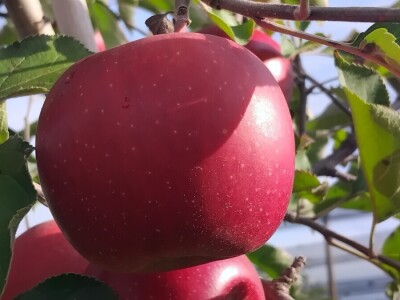 Pink Lady jabuka