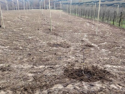 Sadnja autohtonog voća