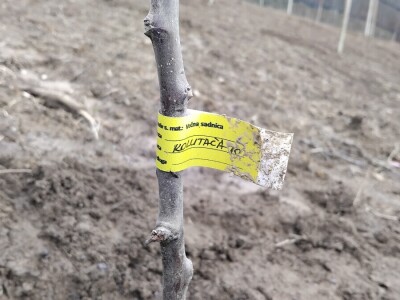 Sadnja autohtonog voća