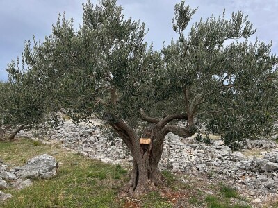 Posvojene stoljetne masline u Marinskoj Zagori unikatni poklon za Novu godinu