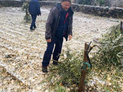 ELEMENTARNE NEPOGODE:      ELEMENTARNE NEPOGODE   Bura poštedjela ledom okovane masline u Bukovici