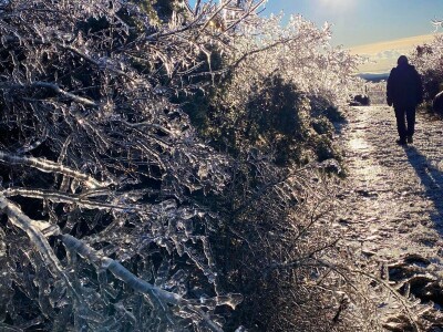 ELEMENTARNE NEPOGODE:      ELEMENTARNE NEPOGODE   Bura poštedjela ledom okovane masline u Bukovici