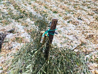 ELEMENTARNE NEPOGODE:      ELEMENTARNE NEPOGODE   Bura poštedjela ledom okovane masline u Bukovici