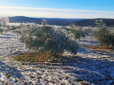 ELEMENTARNE NEPOGODE:      ELEMENTARNE NEPOGODE   Bura poštedjela ledom okovane masline u Bukovici