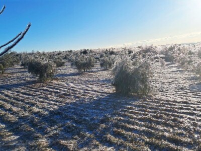 ELEMENTARNE NEPOGODE:      ELEMENTARNE NEPOGODE   Bura poštedjela ledom okovane masline u Bukovici