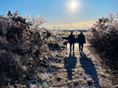 ELEMENTARNE NEPOGODE:      ELEMENTARNE NEPOGODE   Bura poštedjela ledom okovane masline u Bukovici