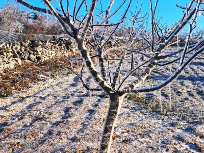 ELEMENTARNE NEPOGODE:      ELEMENTARNE NEPOGODE   Bura poštedjela ledom okovane masline u Bukovici