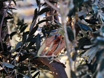 ELEMENTARNE NEPOGODE:      ELEMENTARNE NEPOGODE   Bura poštedjela ledom okovane masline u Bukovici