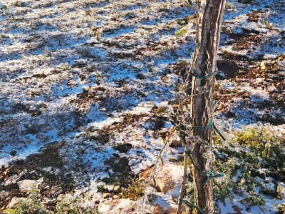 ELEMENTARNE NEPOGODE:      ELEMENTARNE NEPOGODE   Bura poštedjela ledom okovane masline u Bukovici